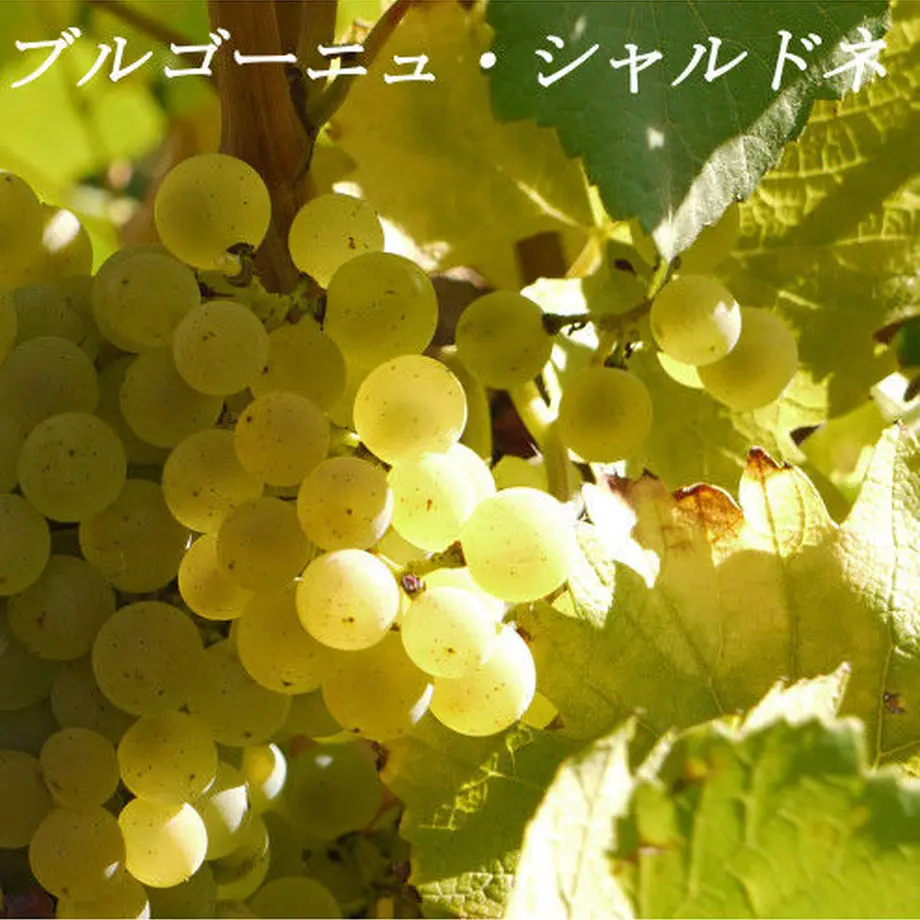 5969ab96b1b61931620047e7