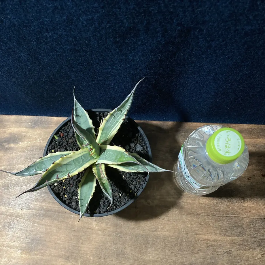 602bc490c19c453e620191ea