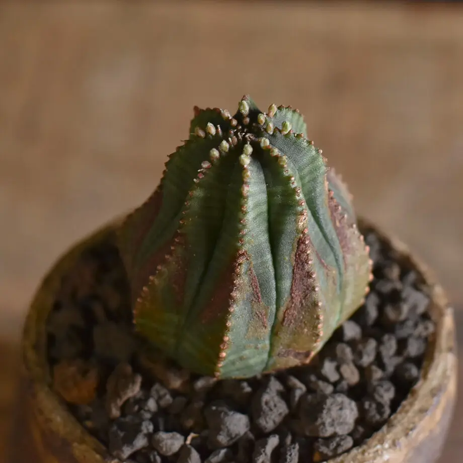 ユーフォルビア オベサ 【貴重な雄株】 その他多肉植物