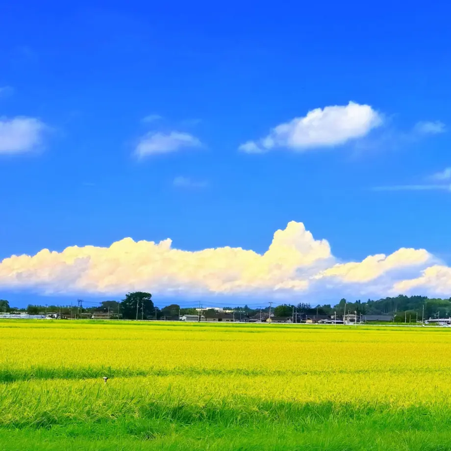 6131ca4447a53442e70e960d