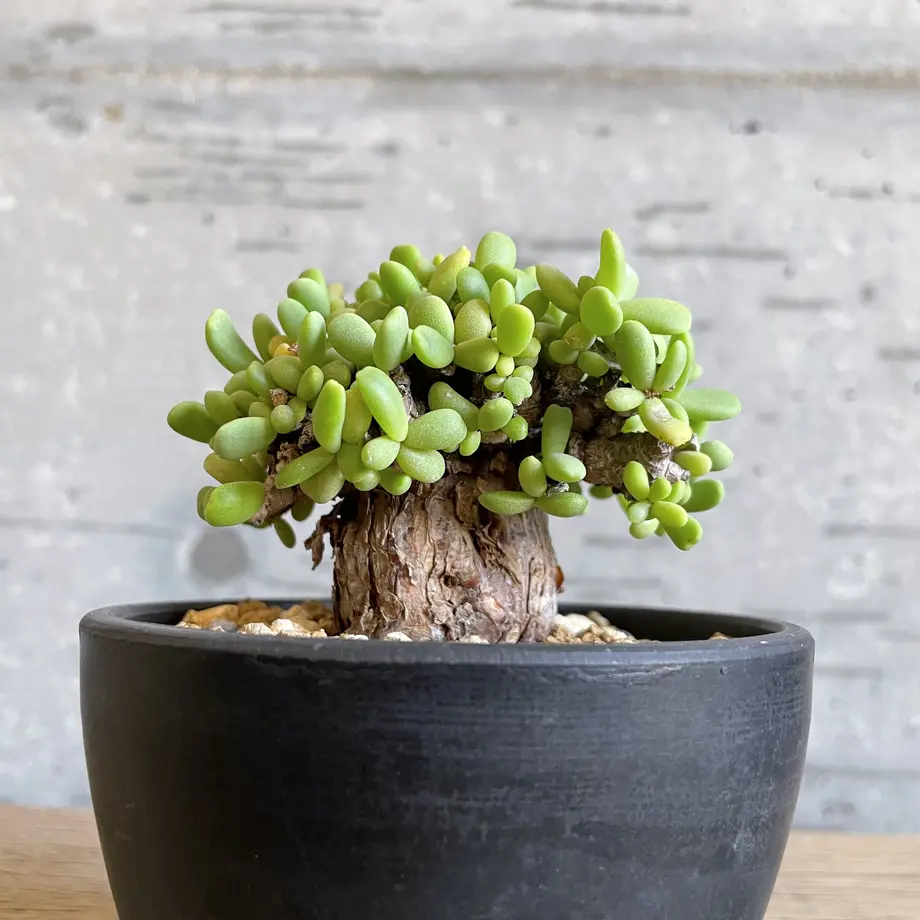 ケラリアピグマエア こんもり可愛い小さい大木 Bot