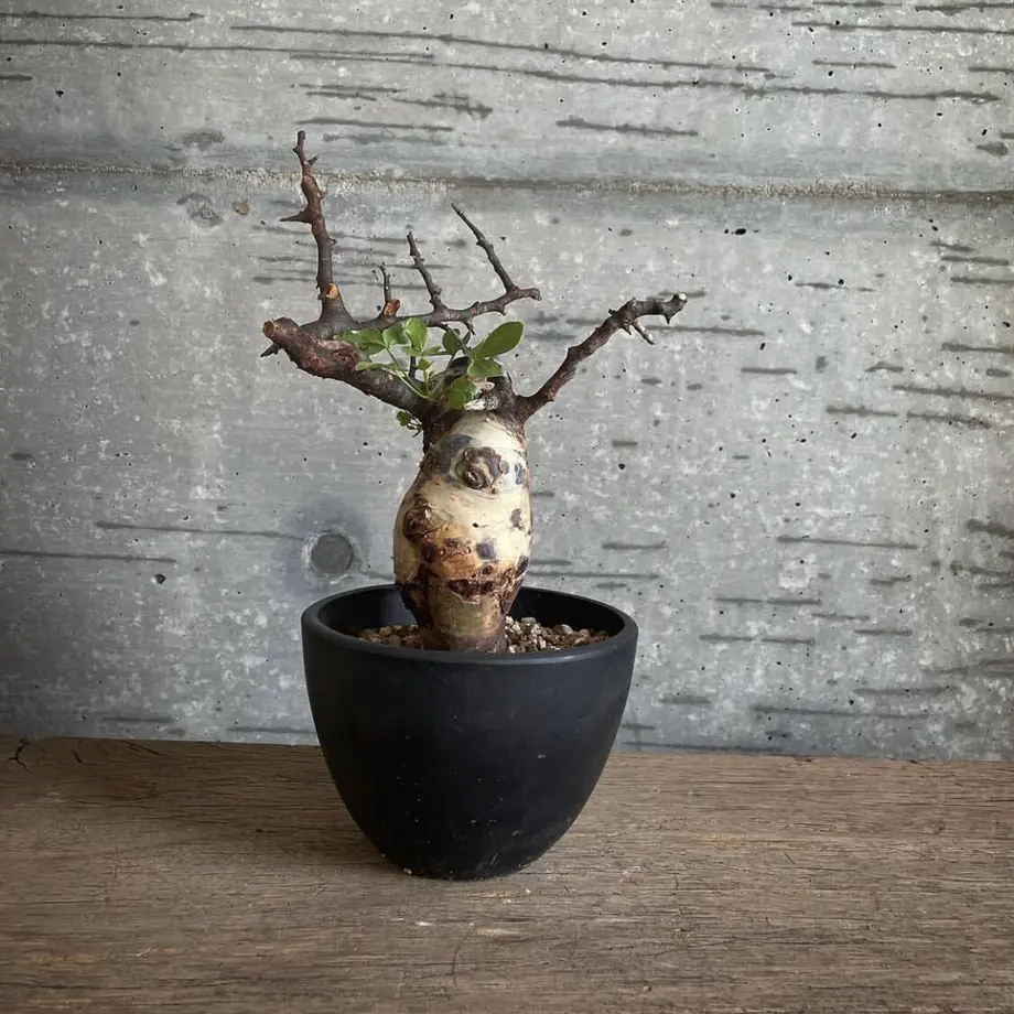 コミフォラ カタフ ソマリア ピュア 発根済みcommiphora kataf