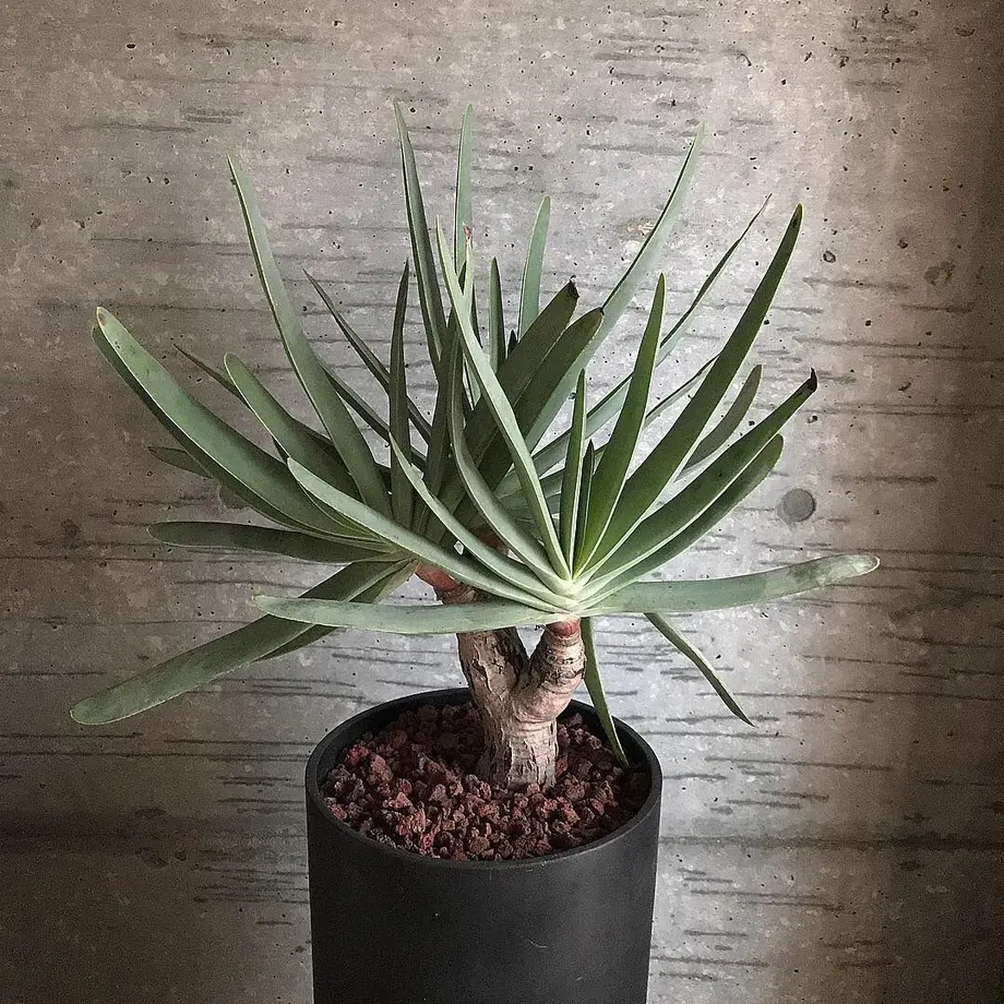 アロエ プリカティリス Bot