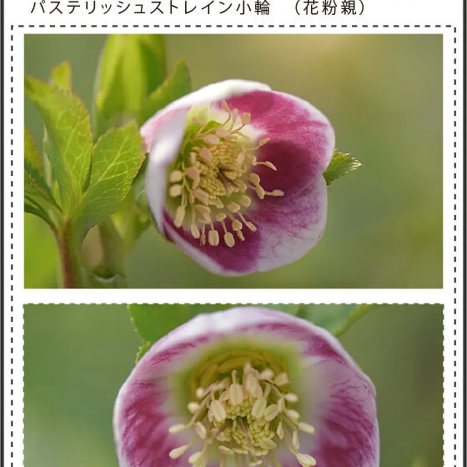 636aff5cabc35c58031982ad