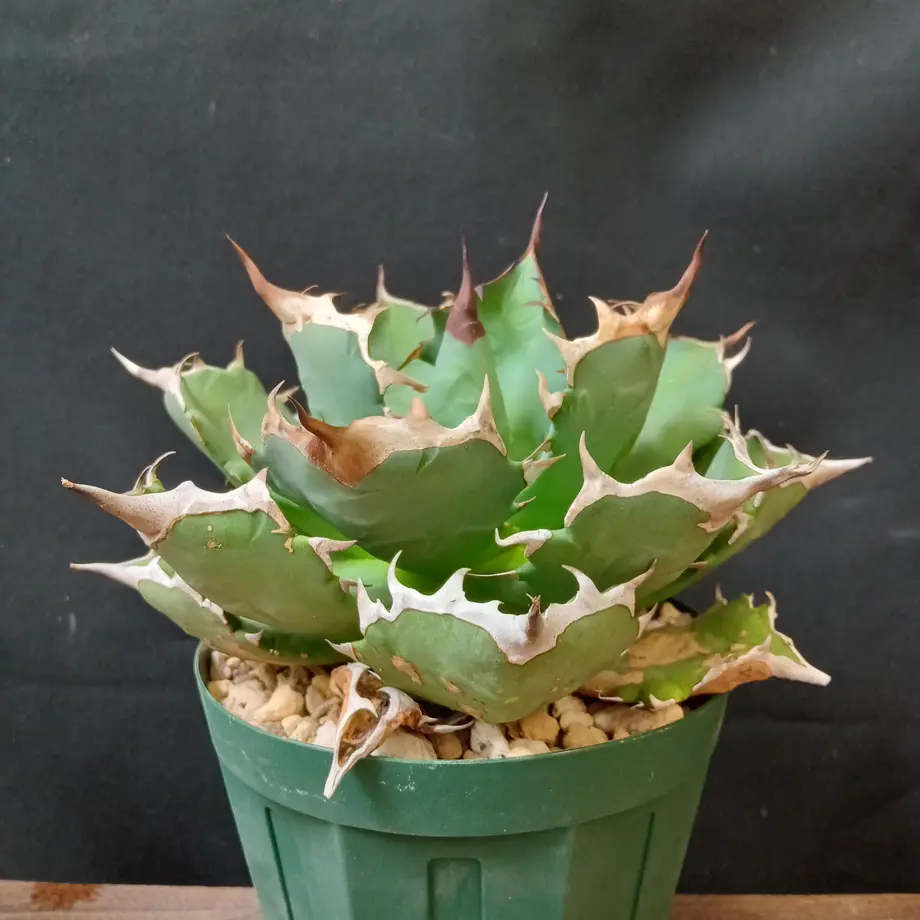 agave titanota 姫厳龍 特殊個体 ライムグリーン矮性個体