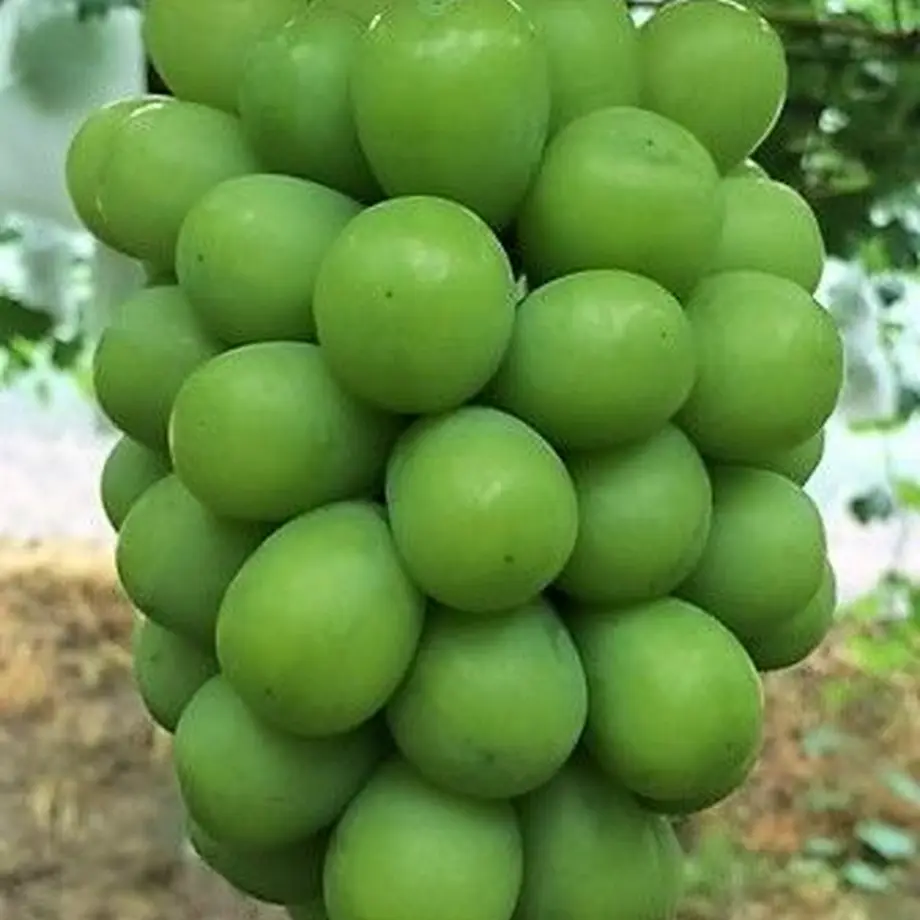 5c1bb77427b44e0557e4e6a6