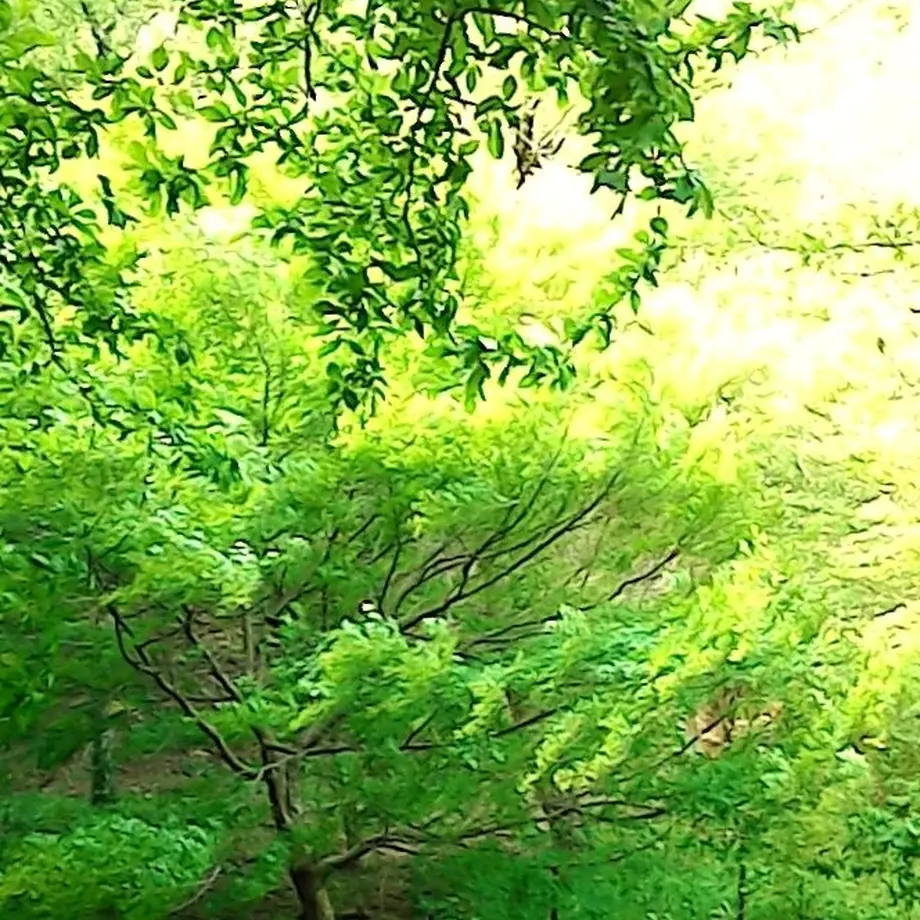 5d6f5d164813733ae46c42e7