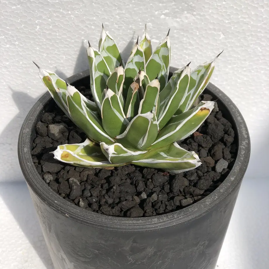 Agave Victoriae Reginae Compact 笹の雪 Strange Inc