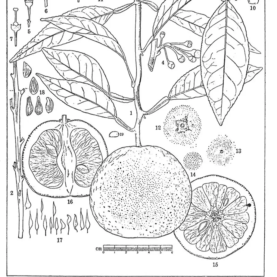 55bc147cef3377545d00242e