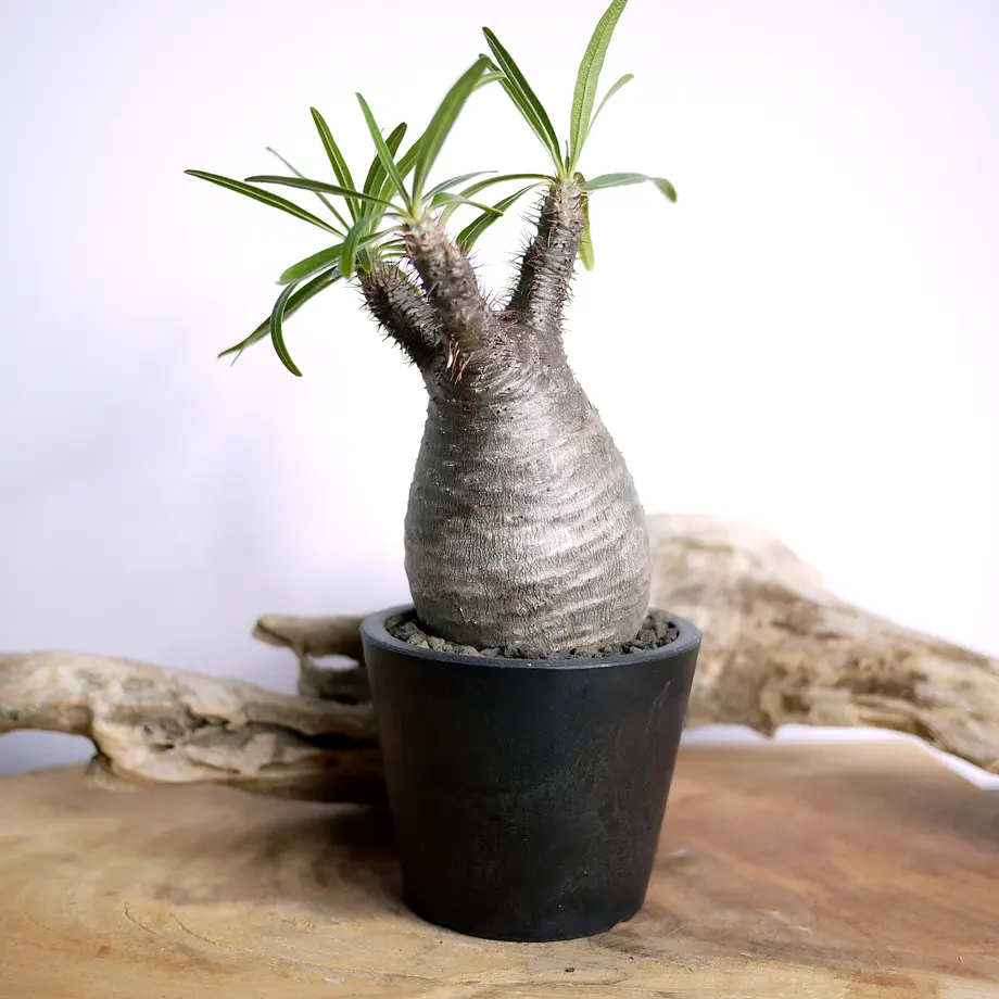 【発根済】Pachypodium rosulatum var. gracilius パキポディ