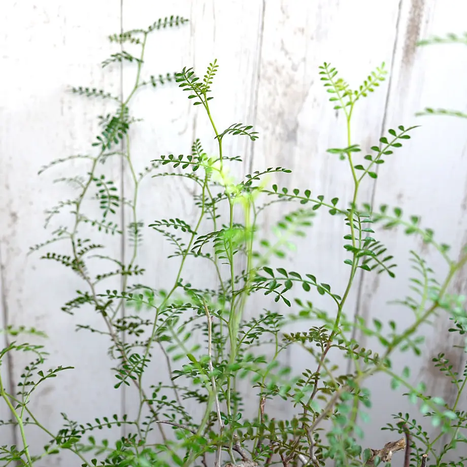 5b407cd15496ff05bf002ce3