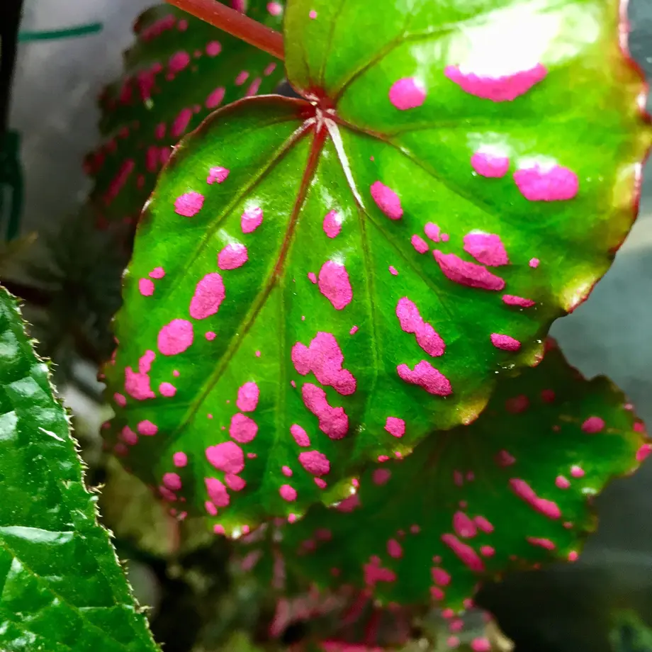 Begonia negrosensis from Negros [WWR] M・R・G・R