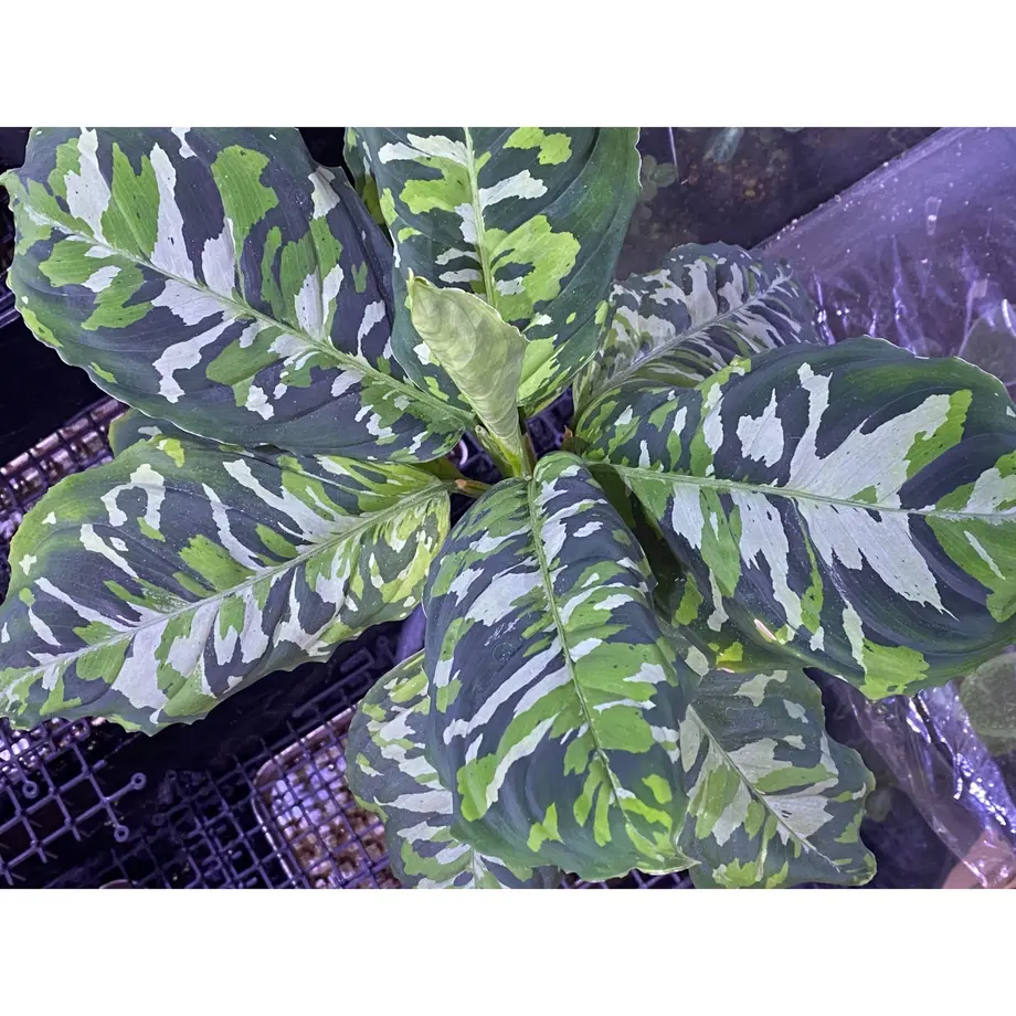 607c1891230557170a0ea118