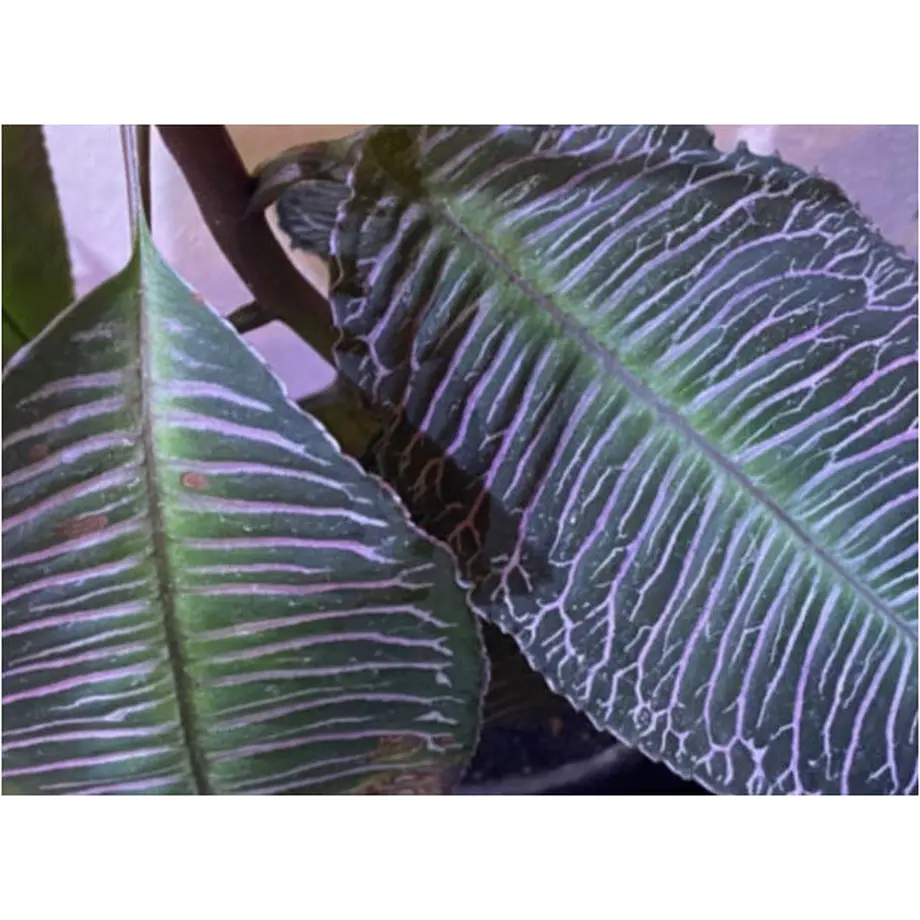 6284d5857d11614b8bfd677d