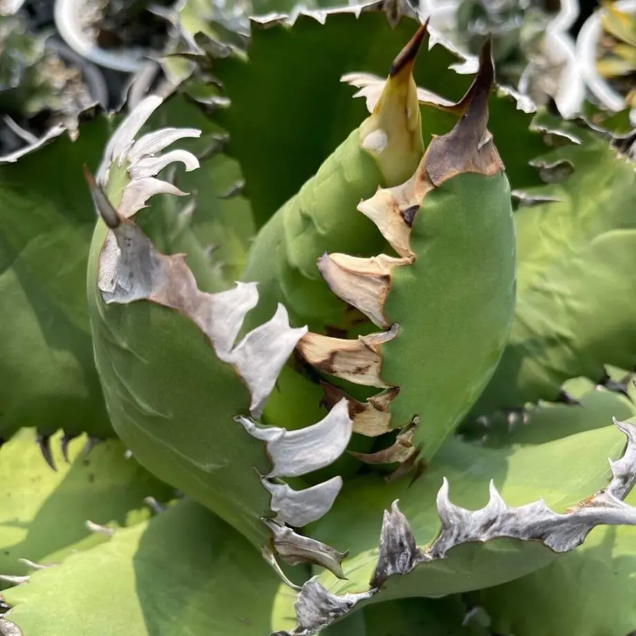 アガベagave チタノタtitanota子株『大鋼牙 白排棘』狂棘 【公式通販】