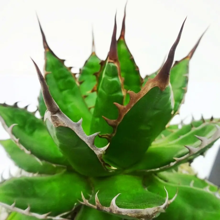 Agave gilbeyi アガベ ギルベイ THE GREEN HOUSE TOKYO