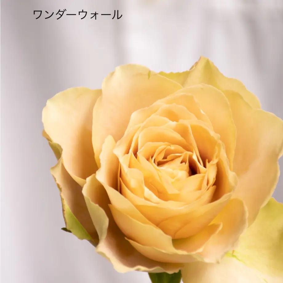 616e8f14a92a783b92d18a92