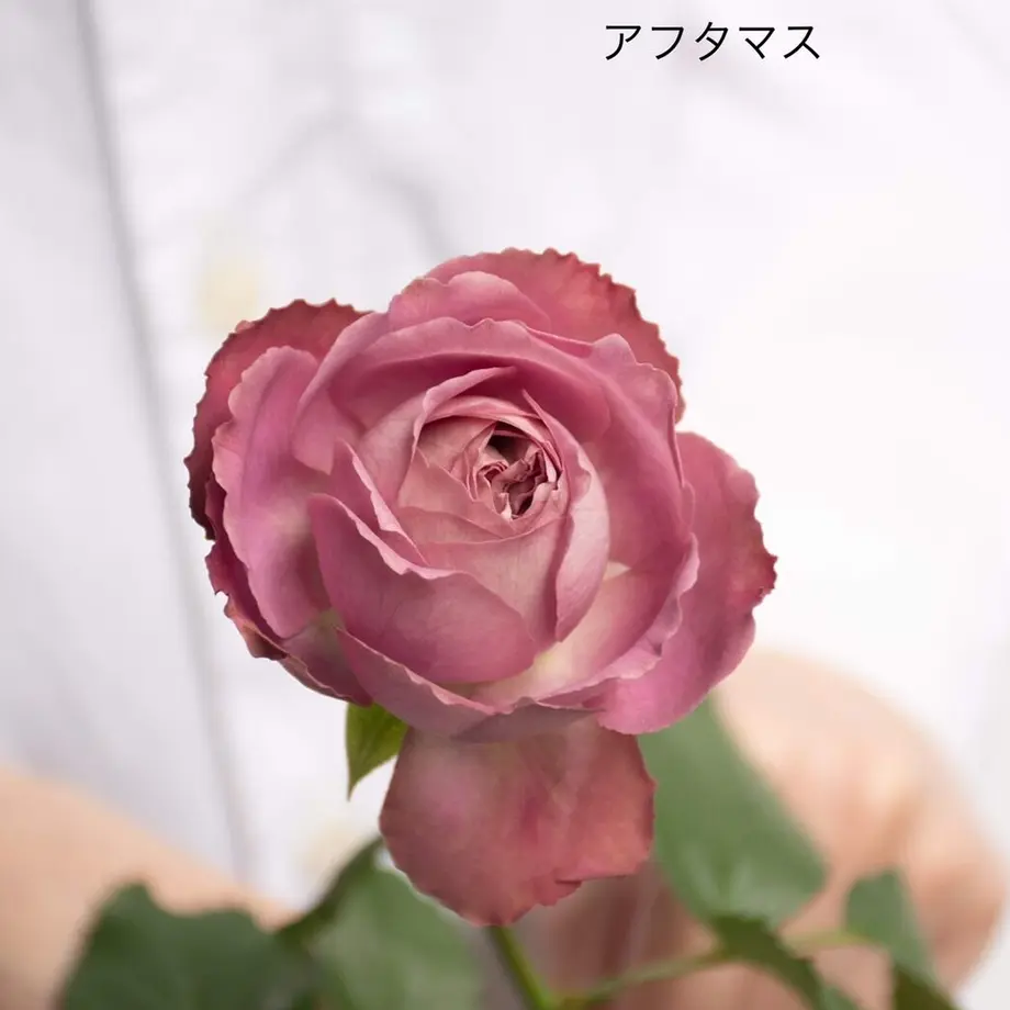 616e8f14a92a783b92d18a92