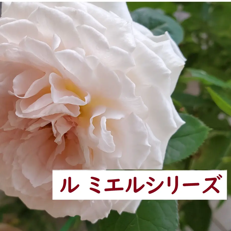 6268ab7ee3bbd17dd3ca3ec8