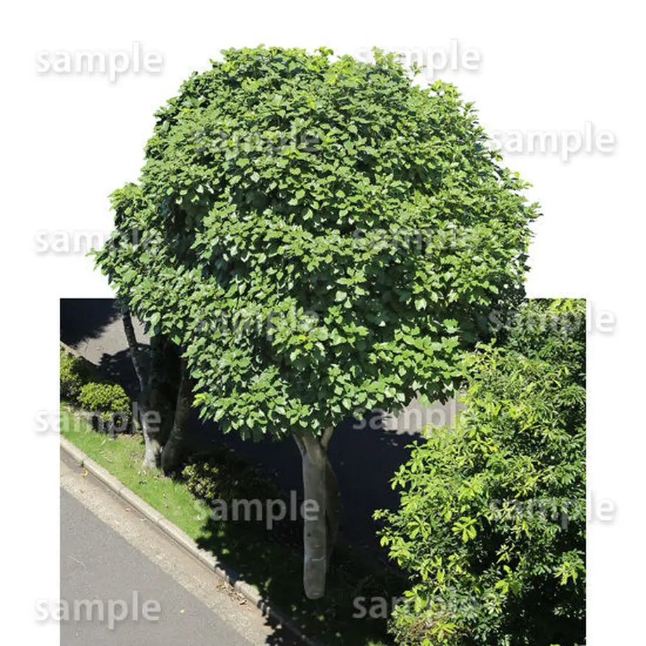 5baa11c05496ff4e3d00072e