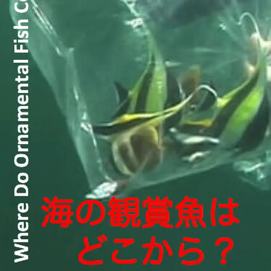 5fa526cdb00aa367fca02620