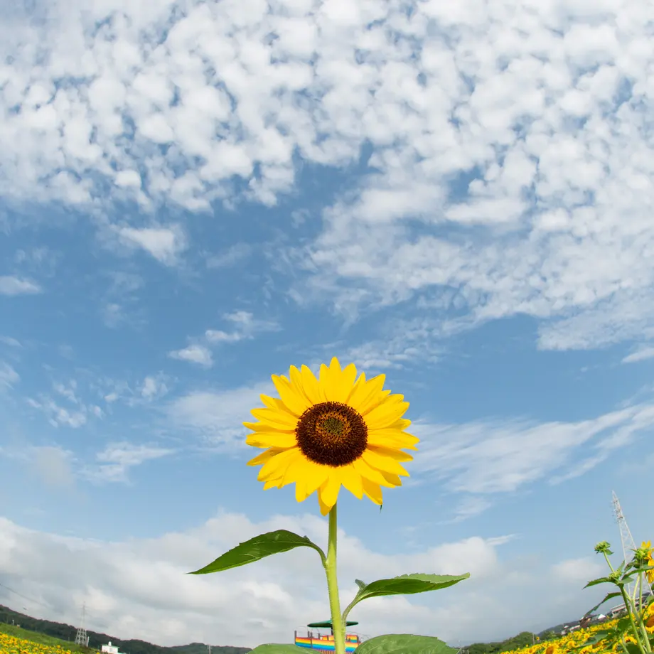 5fe43b938a4572039dc8ab01