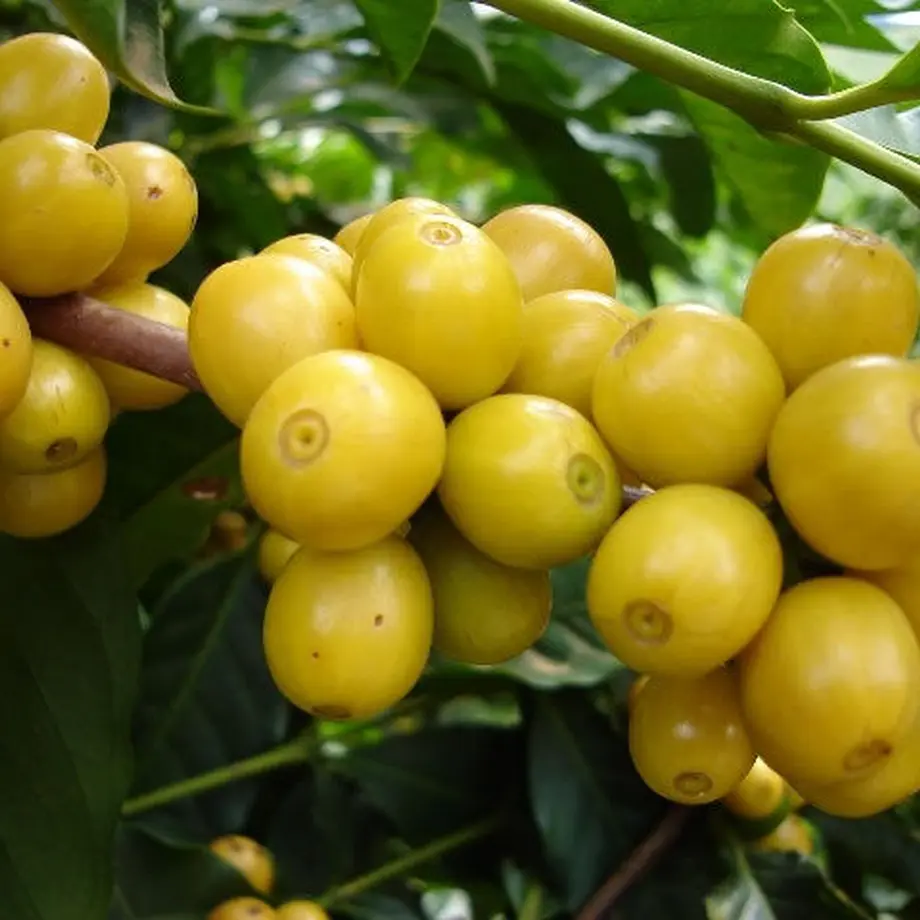 54ccc0ec391bb37a4e001602