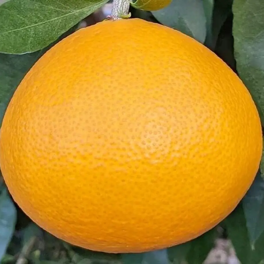 617bf8173303783ee5c4dca0