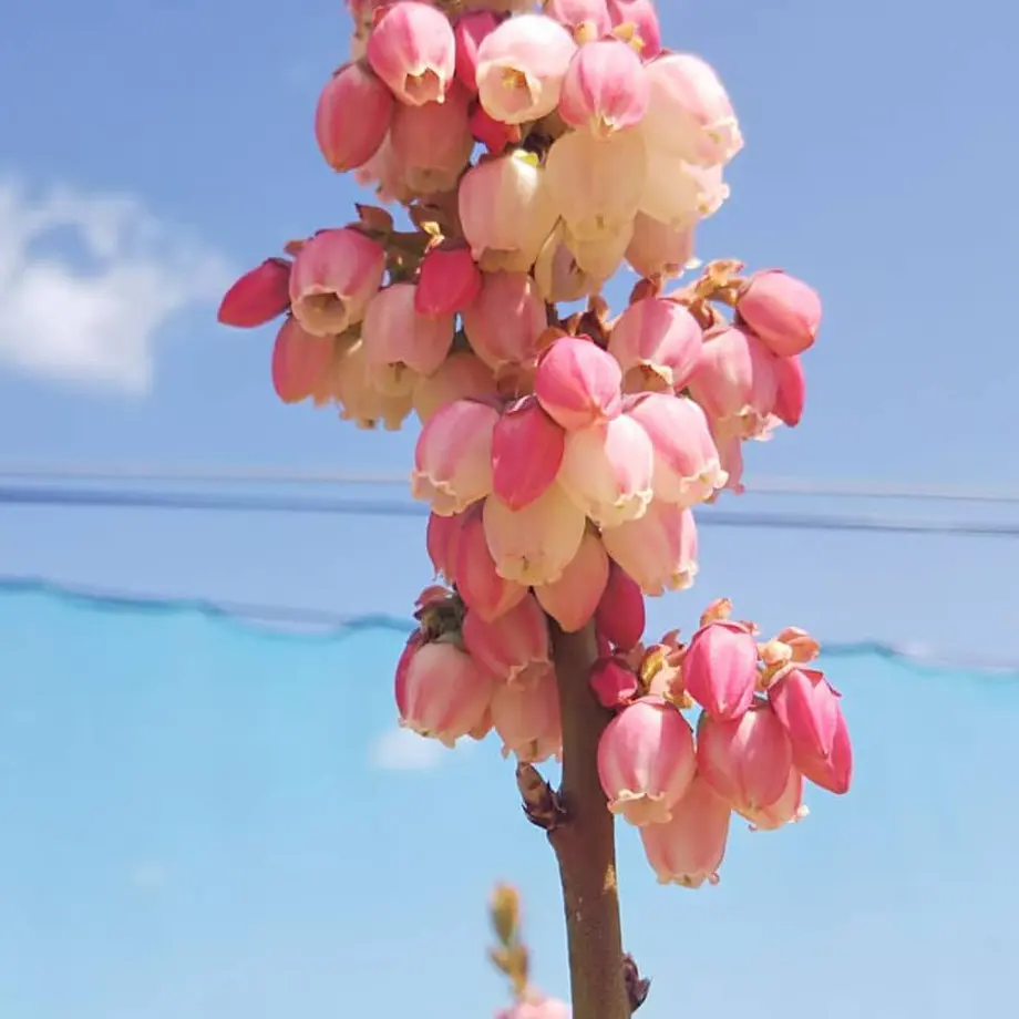 5eae2e3334ef01577d044b90