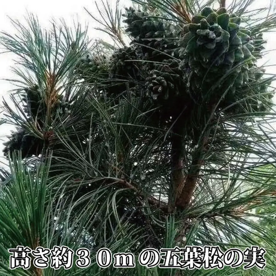 620e00c6acbcb06069b2f0a7