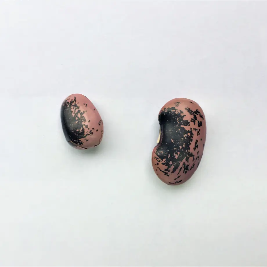 5ec295c034ef013cf3f3dbf5