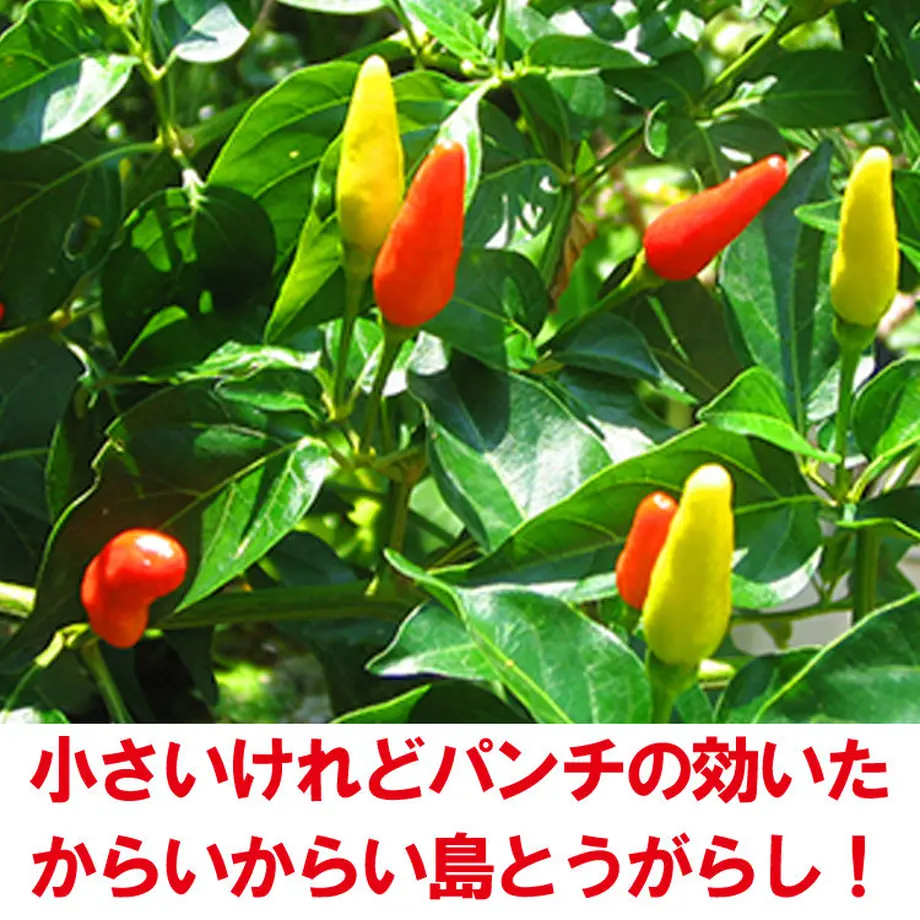 5ef9bde874b4e47b0f8f5a56