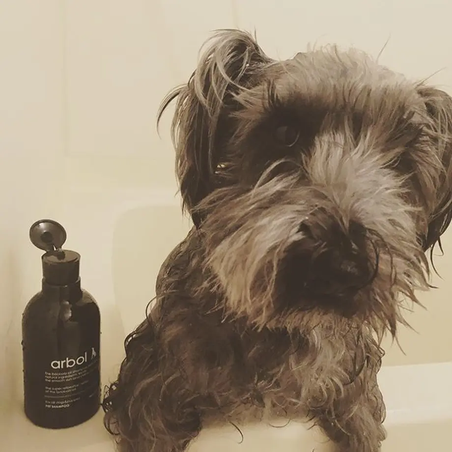 犬 猫シャンプー Giornilifeworkstore 犬 猫シャンプー Giornilifeworkstore