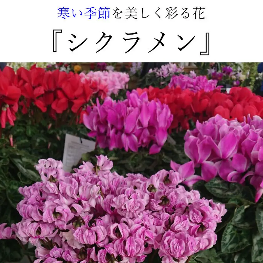 5fb4c125f0b10819cc869860