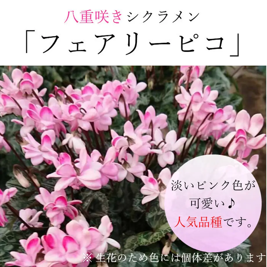 5fb4c125f0b10819cc869860