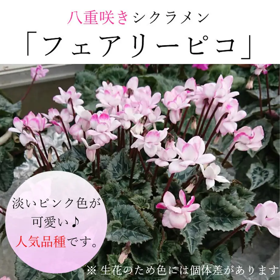 5fb4c1be8a45726e4a58d12f