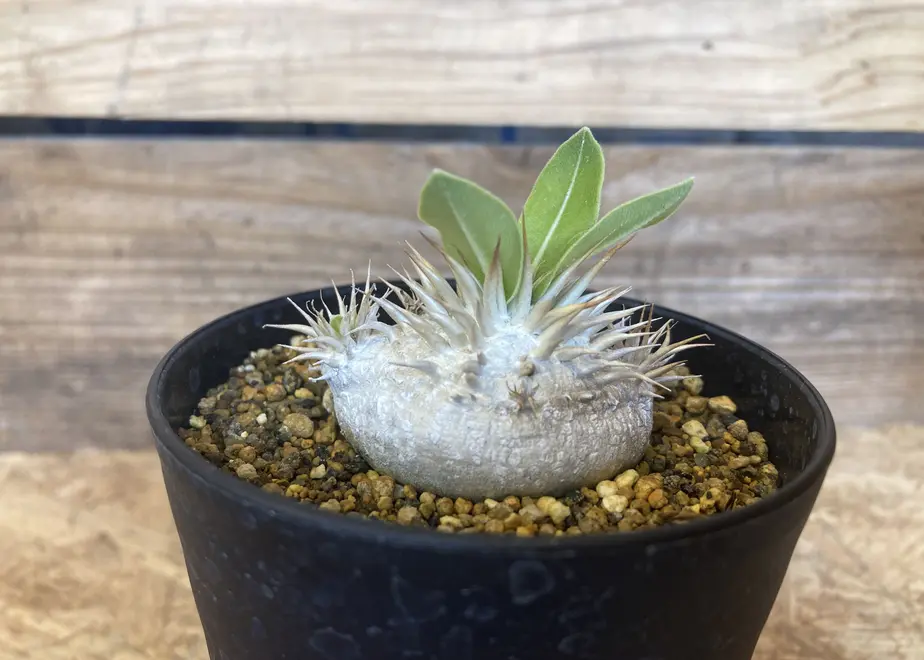 パキポディウム エニグマティクム 現地球 発根株 良型 (鉢付き) にぎにぎし 