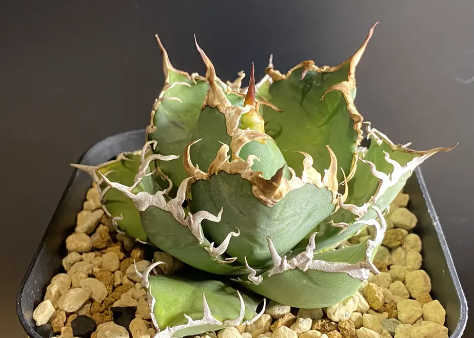 アガベ チタノタ シーザー3 OC アガベ 