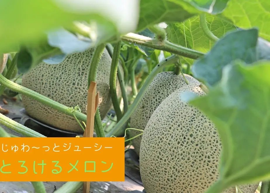6098d8cbda019c1e000707c9