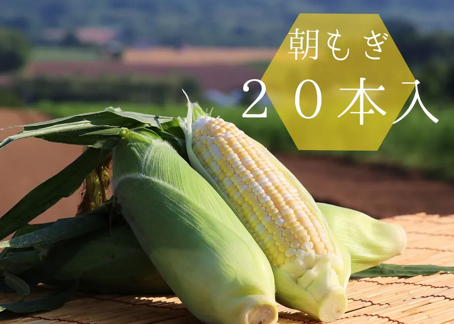 610d14498a4572556e84537a