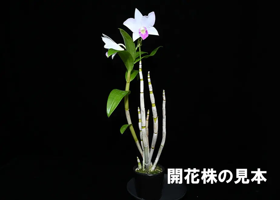 62a04db91c6fdf3a2302e2a2
