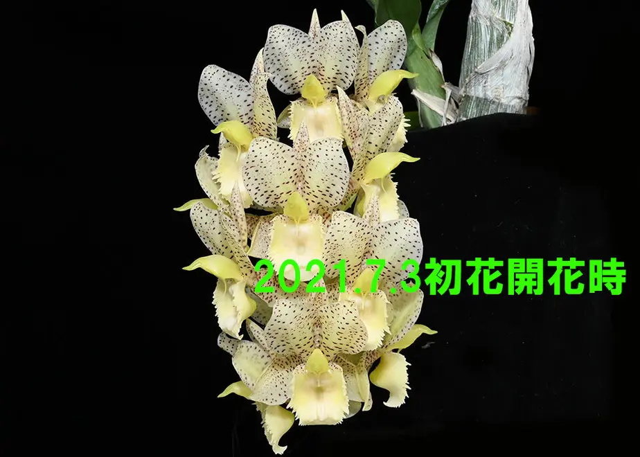 6145c2d651244e1ff0b2ab74