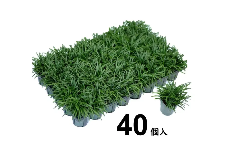 5e2461c4fa03d736ef9d987b