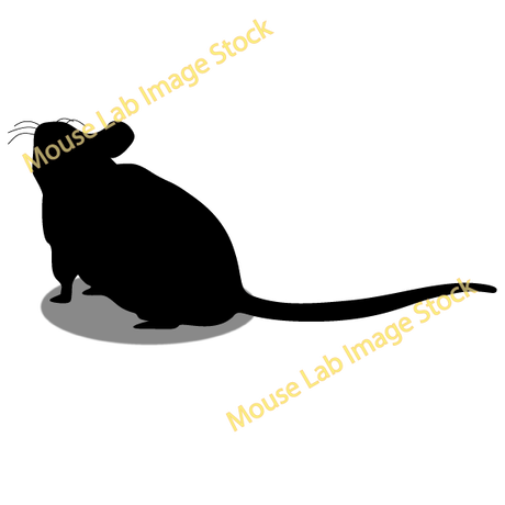 Mouse Lab Image Stock
