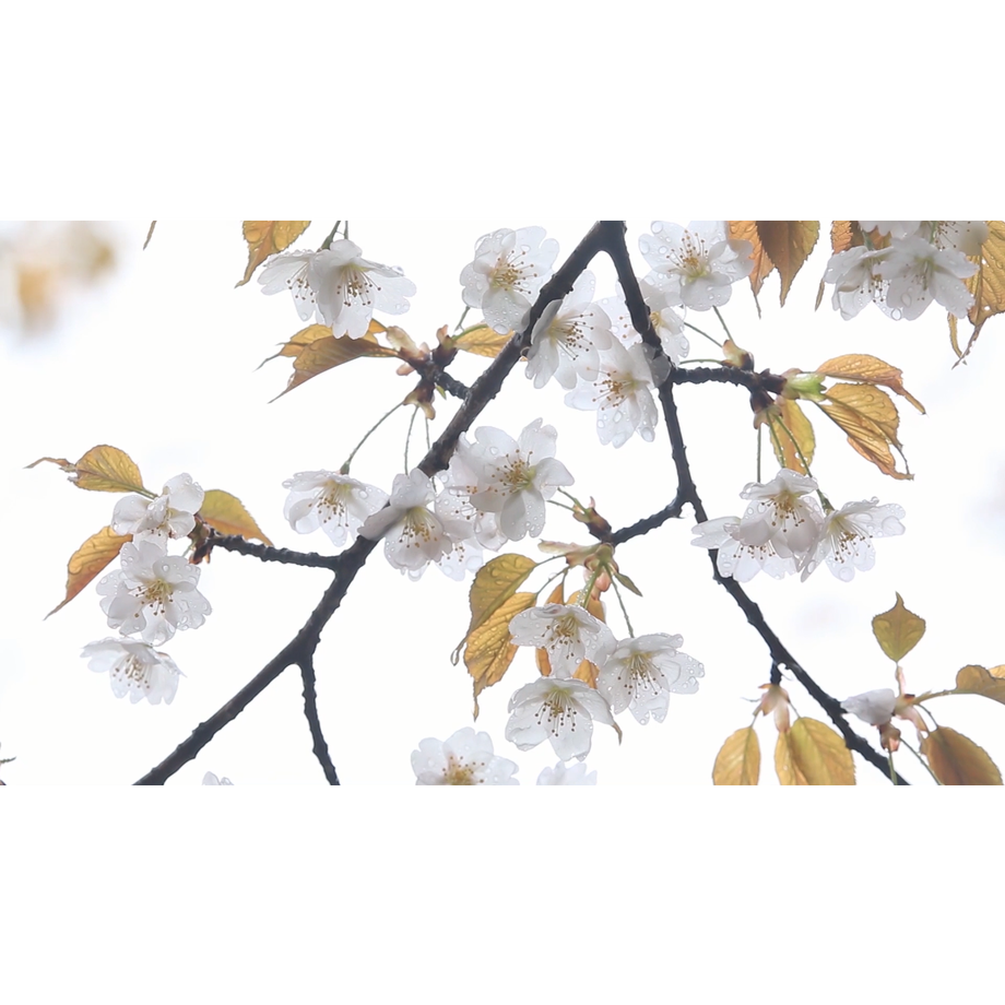 601e4c1e4f4430153fc03b97