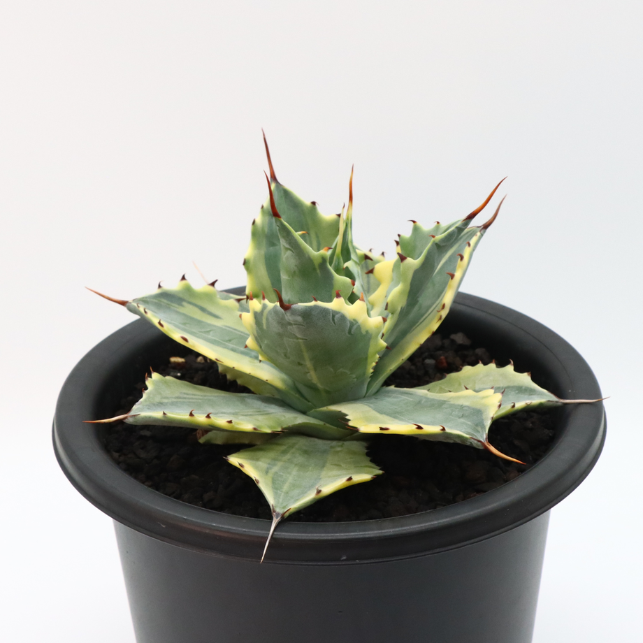 アガベ 重田怒雷神錦 （アトミックゴールドOG） アガベ 