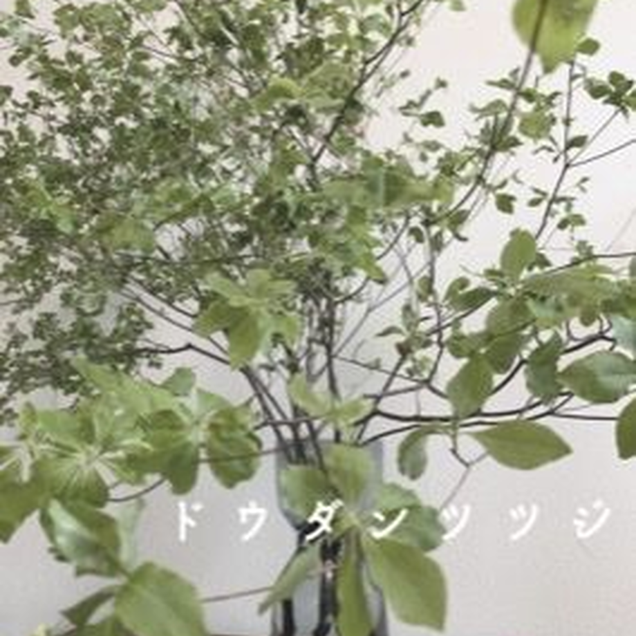 5ec1f1dfcee9ea3c4e0117d9