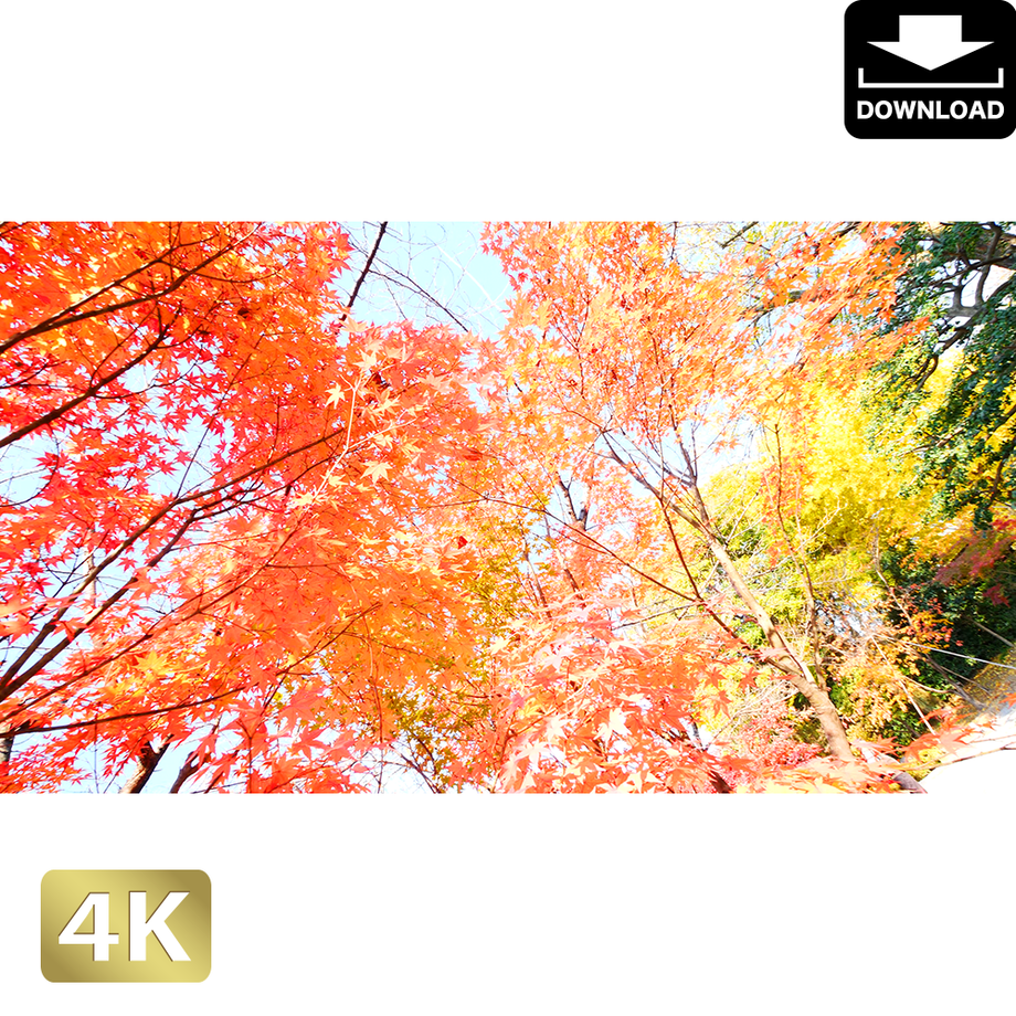 5ac04a1b122a7d3e66000145