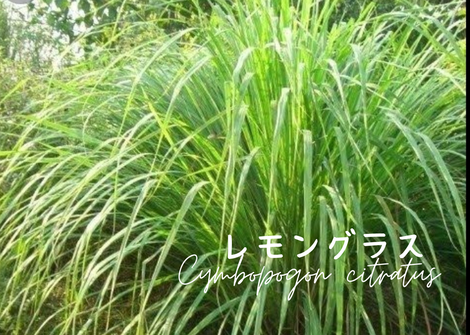 62bd1e654ff8c21e018c2602