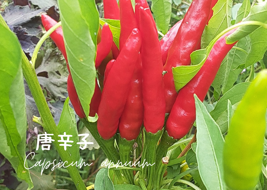 62f7241a2144254f055a3d80